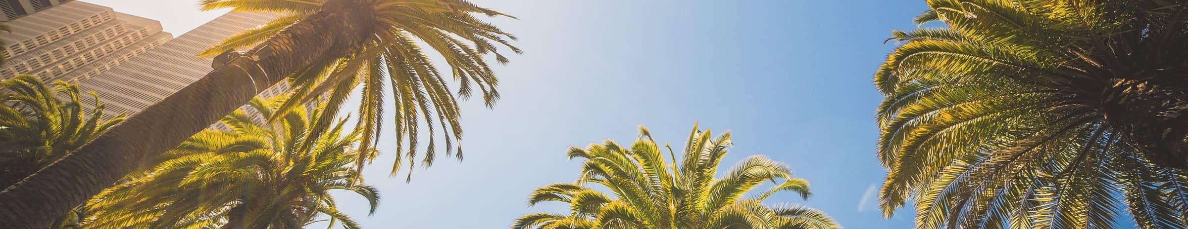 Palms trees on a sunny day