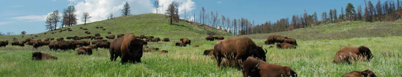 South Dakota Hero Banner