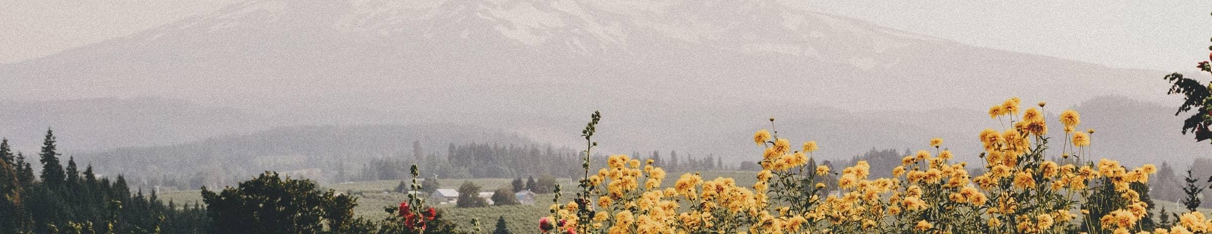 Flowers in front of Mount Hood