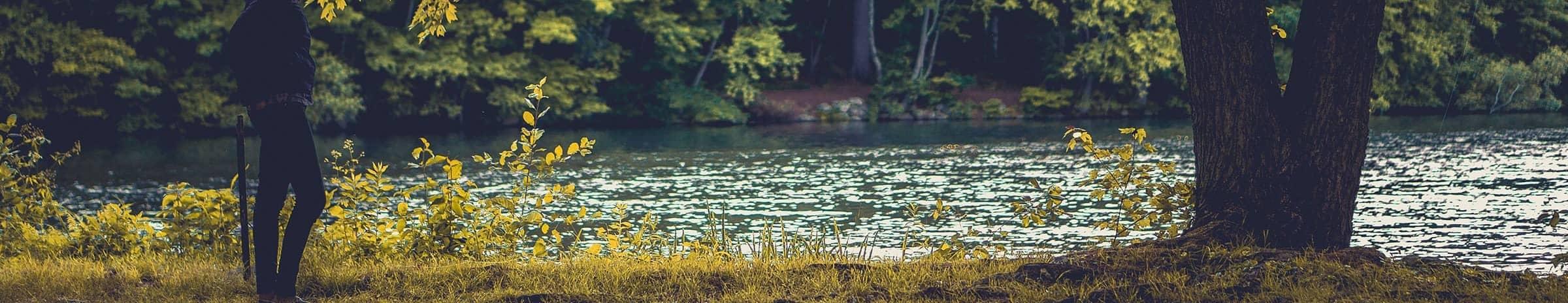A river surrounded by lush green trees