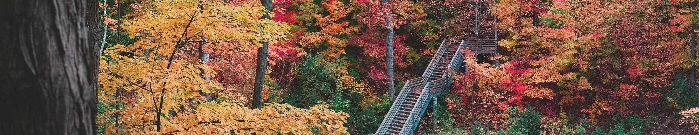 A forrest during the fall