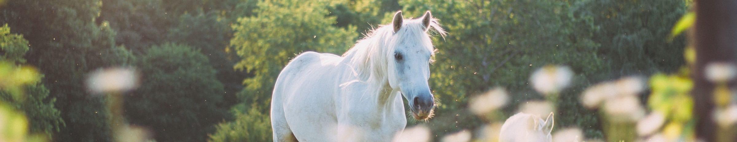 A white horse in a green field